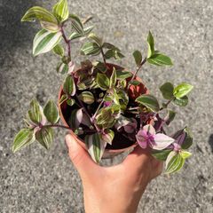 plant