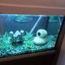 fish tank Image 2
