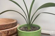 Clivia plant with pot