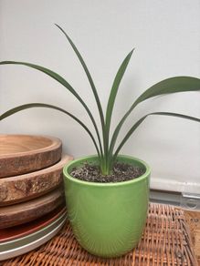 Clivia plant with pot