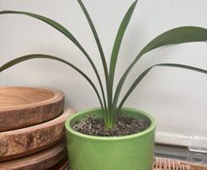 Clivia plant with pot