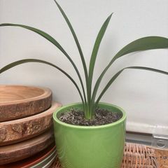Clivia plant with pot