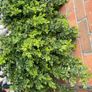 Boxwood Plants Image 2