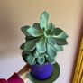 plant collection Image 3