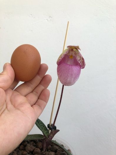 Paphiopedilum micranthum