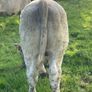 Charlois bull calf Image 3