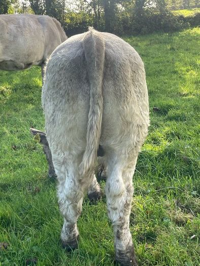 Charlois bull calf