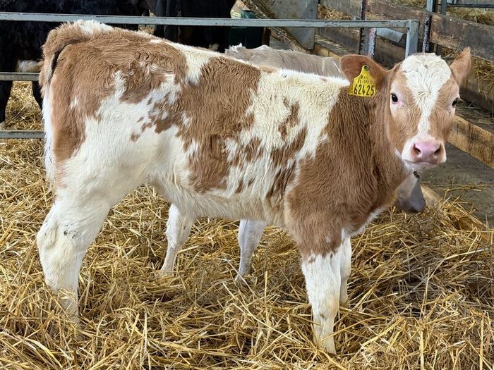 Strong Charolais Heifers