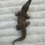 Schleich Alligator Crocodile Moveable Jaw D-73527 Used Please see photos Image 3