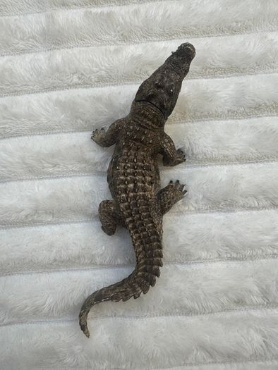 Schleich Alligator Crocodile Moveable Jaw D-73527 Used Please see photos