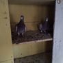 pigeons Image 2