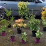 15 mature plants/shrubs Image 10