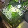 Water lettuce for fish tank/aquarium Image 4