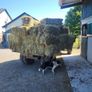 Square bales hay Image 7