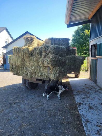 Square bales hay