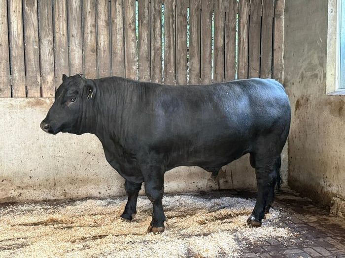 AA bull