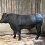 AA bull Image 3