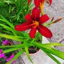 Mixed day lillies Image 5