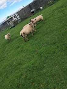 4 ewes inlamb