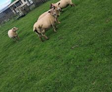4 ewes inlamb