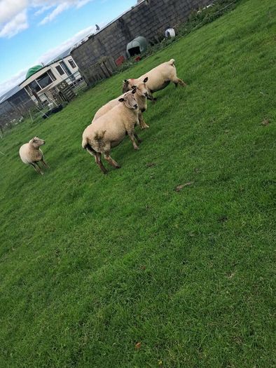 4 ewes inlamb
