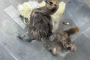 Silkie Chicks
