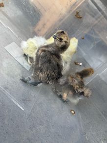 Silkie Chicks