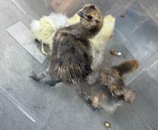 Silkie Chicks