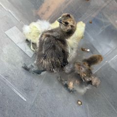 Silkie Chicks