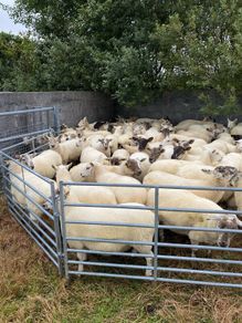 Quality Hoggets