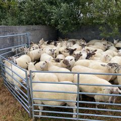 Quality Hoggets