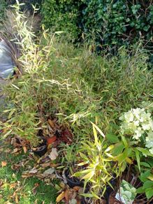 plants