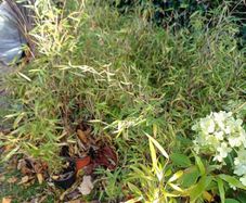 plants