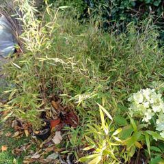 plants