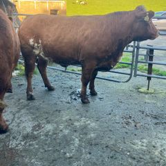 Incalf Heifers for sale