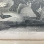 Landseer Dog Fetching Boat for Child Image 4