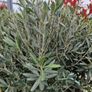olive tree Image 4