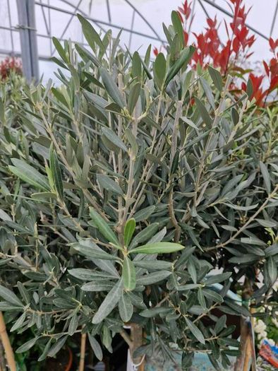 olive tree