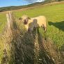 Hampshire ram and zwarble ram Image 3