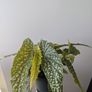 Begonia Maculata Plant Image 4