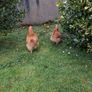 buff orpington hatching eggs Image 3
