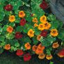 (N) Nasturtium Tom Thumb Mixed seeds 3g (414321) Image 2