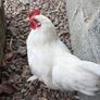 Bantam Rooster Image 4