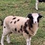 6 months Jacob PBNR Ram lamb. Image 3