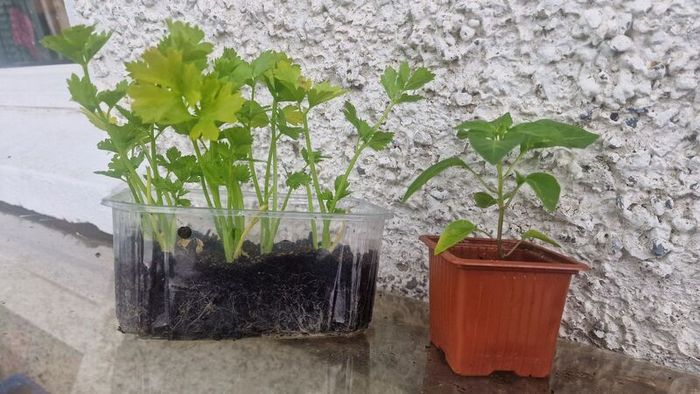 peppers and celery