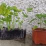 peppers and celery Image 4