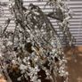 Tabletop Artificial Frostbite Christmas Tree in Wooden Planter. Image 5