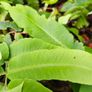 Large Fern Plants, Three Euros Image 5