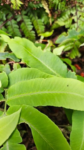 Large Fern Plants, Three Euros