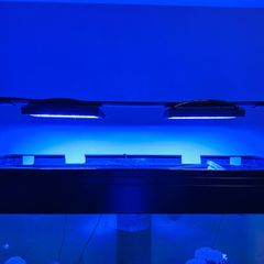 Evergrow  Marine Led Lights IT5012 pro led